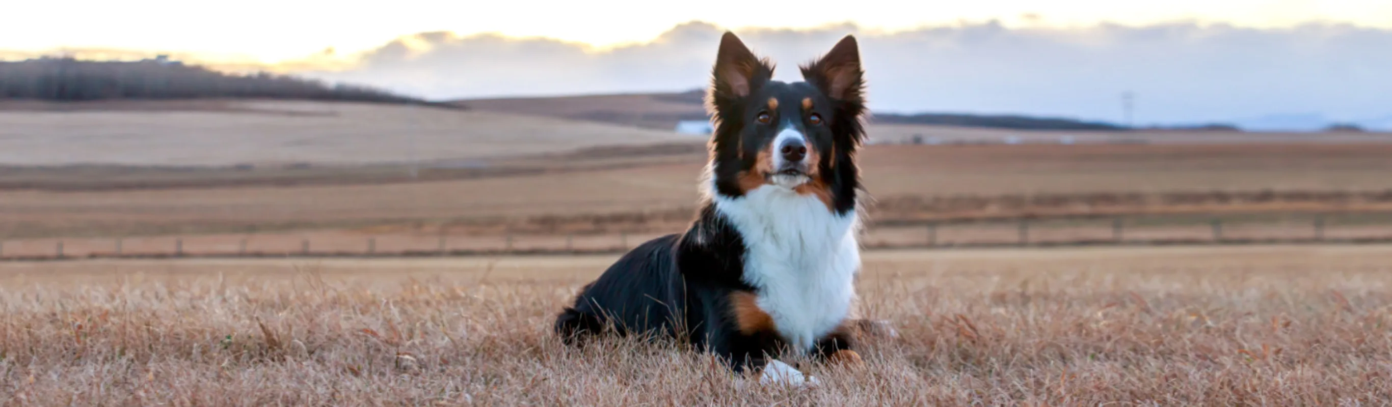 Dog Lying in a Field of Dry Grass